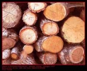 La madera, recurso de biomasa