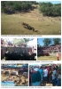 Foto 1 - 76 personas atendidas y un herido por asta de toro en la fiesta de La Compra