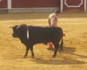Primer toro de Algarra para Castella