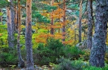 Bosque en la provincia de Soria