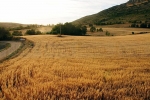 Campo de cereal en la provincia