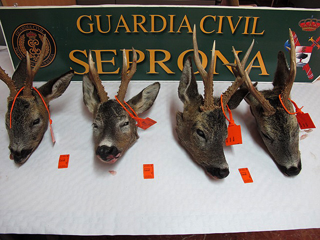 Cabezas de corzo requisadas