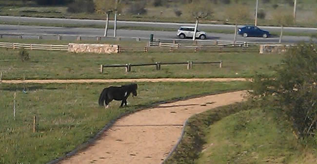 Pony en el polígono