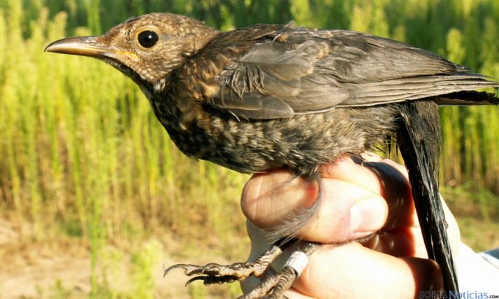 El 7 de septiembre, jornada de anillamiento científico en la Casa del Parque de El Sabinar