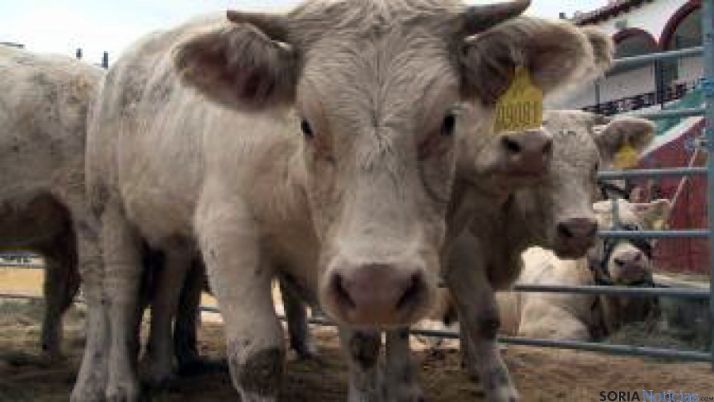 Feria Ganadera Soria 2013