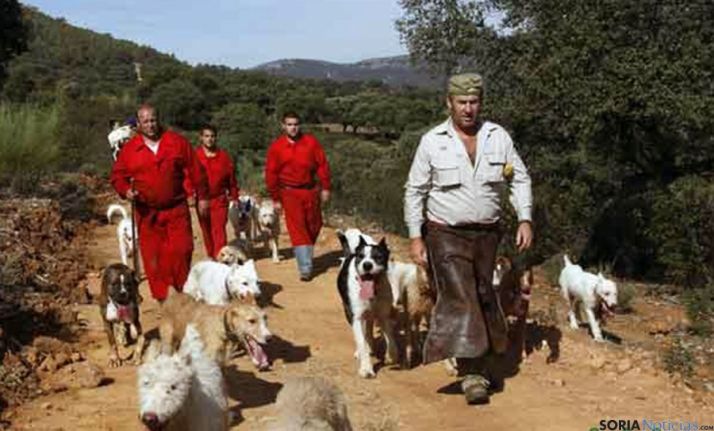 Imagen de una rehala en una montería.