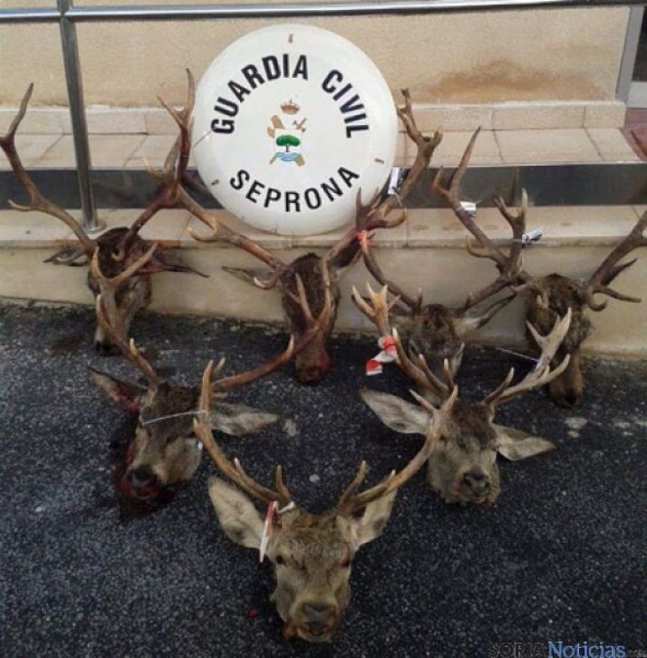 Trofeos incautados por la Guardia Civil