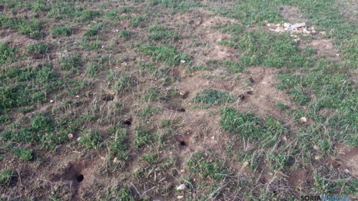 Madrigueras en una finca afectada por la presencia de topilllos