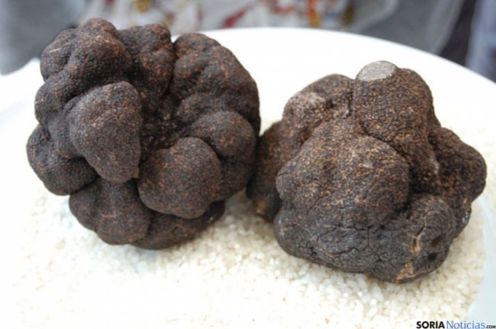 Trufas de Soria subastadas en Madrid Fusión 2011