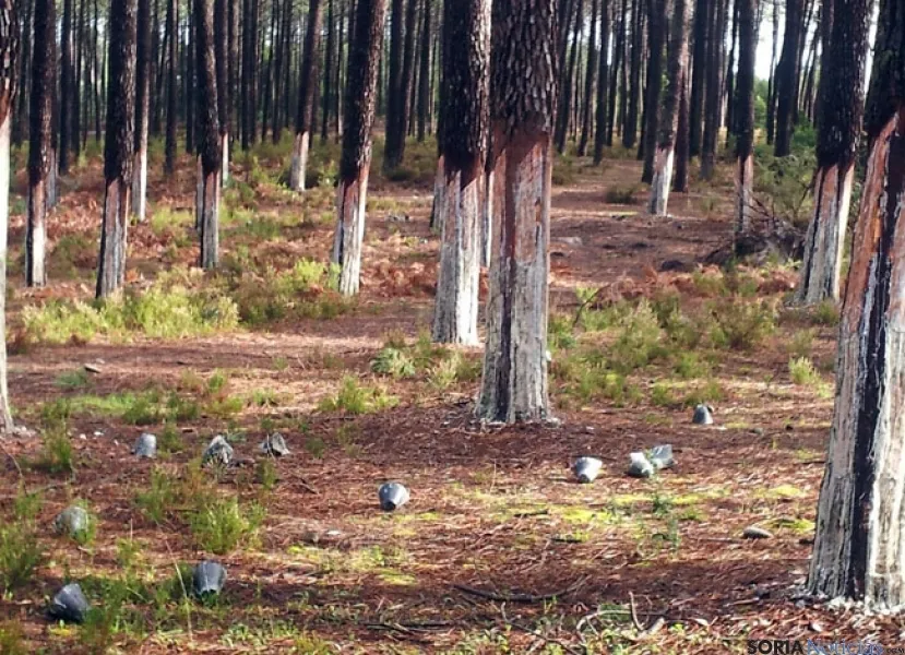 Pinos resineros de Portugal