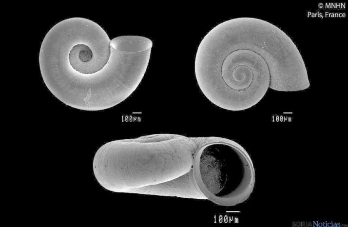 El molusco Corbellaria Celtiberica