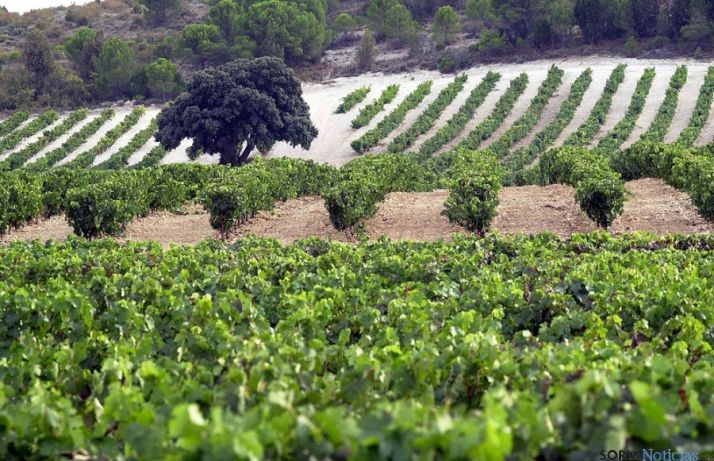 Viñedo de Vega Sicilia.