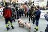 Manifestación en el sector porcino.