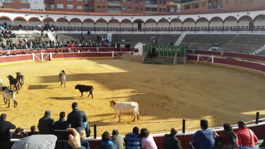 Novillos de San Juan 2014