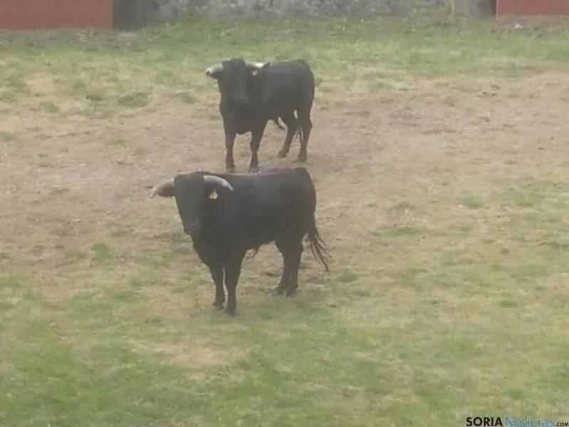 Novillos de San Juan 2014