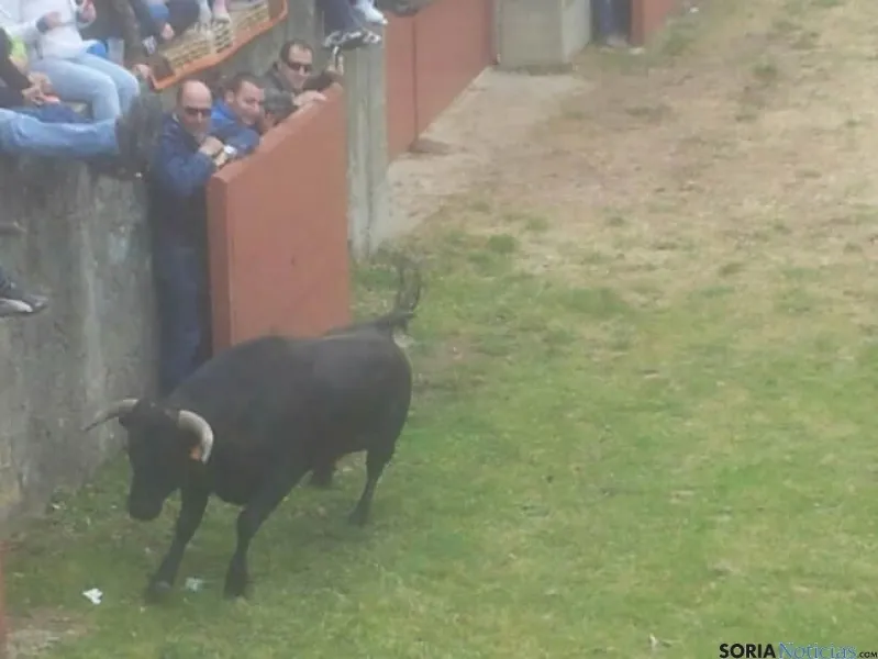 Novillos de San Juan 2014