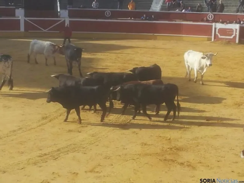 Novillos de San Juan 2014