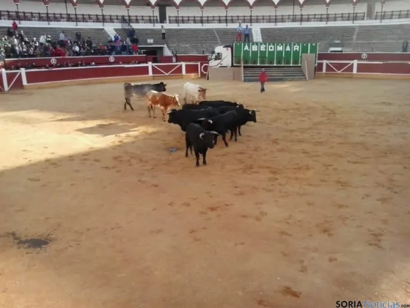 Novillos de San Juan 2014