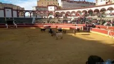 Novillos de San Juan 2014