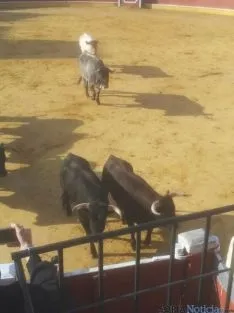 Novillos de San Juan 2014