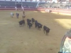 Novillos de San Juan 2014