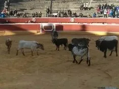 Novillos de San Juan 2014