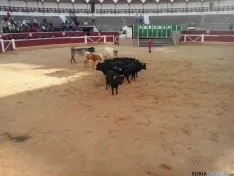Novillos de San Juan 2014