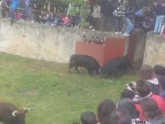 Novillos de San Juan 2014