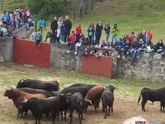 Novillos de San Juan 2014