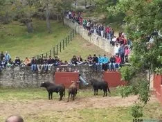 Novillos de San Juan 2014