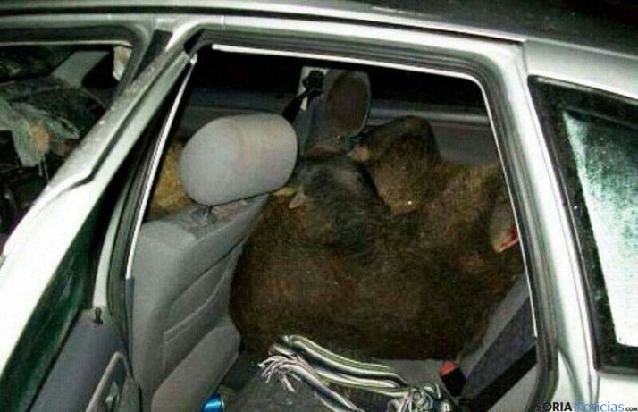 La imagen del jabalí en el vehículo.