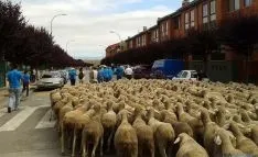 La trashumancia vuelve otra vez a Soria.