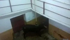 El Viernes de Toros inunda la capital. / SN