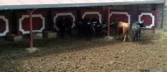 Los toros, en los corrales del coso soriano de San Benito.
