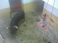Viernes de Toros