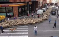 El rebaño sube por la calle Ferial. / SN