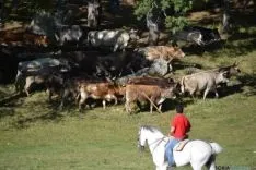 Lavalenguas 2014