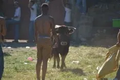 Lavalenguas 2014