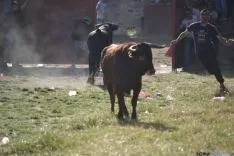 Lavalenguas 2014