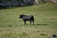 Lavalenguas 2014
