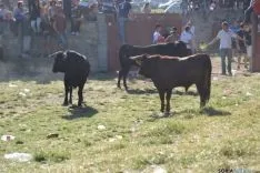 Lavalenguas 2014