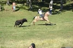 El novillo sigue a un caballista en uno de los lances del Lavalenguas esta mañana