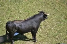 Lavalenguas 2014