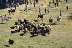 Lavalenguas 2014