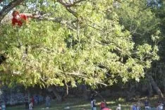 Lavalenguas 2014