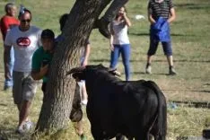Lavalenguas 2014