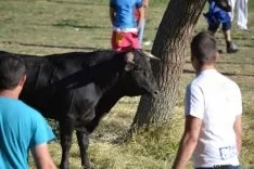 Lavalenguas 2014