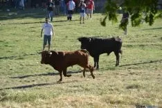 Lavalenguas 2014