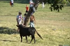 Lavalenguas 2014