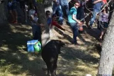 Lavalenguas 2014